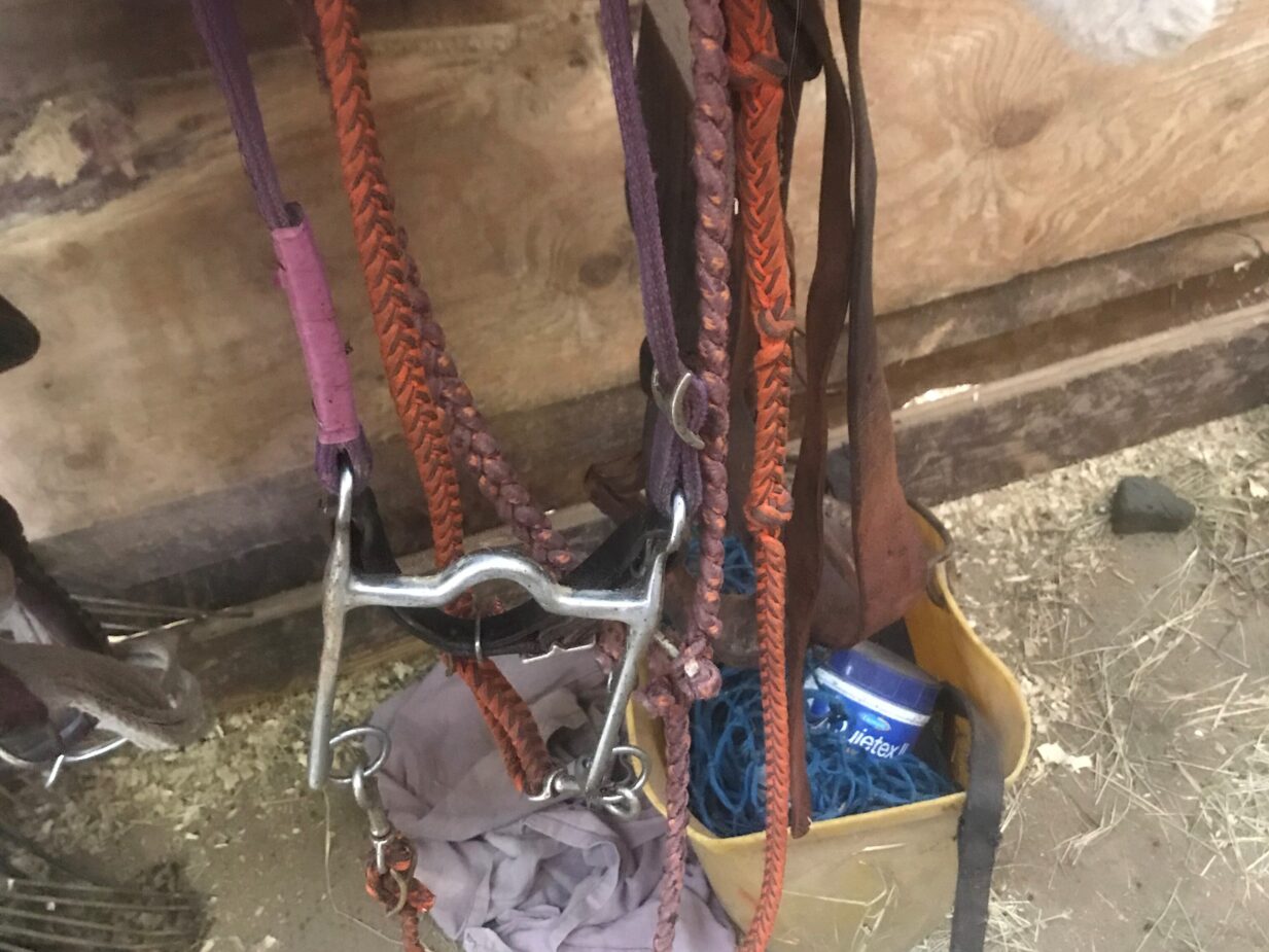 Pony horse wearing a Western bridle