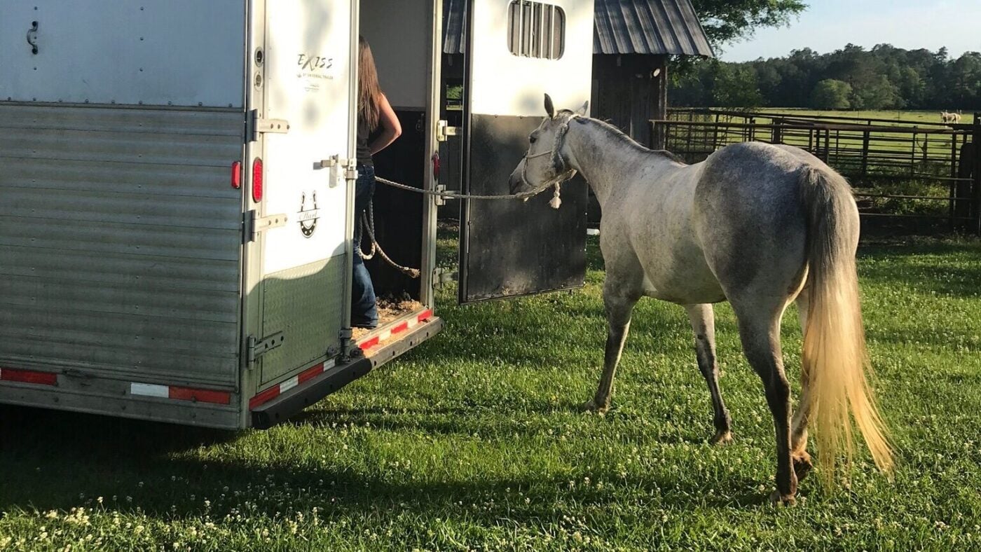 A gray horse standing in a horse trailer