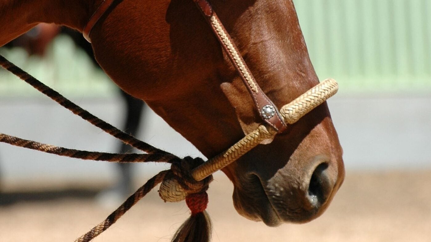 Horse wearing a hackamore
