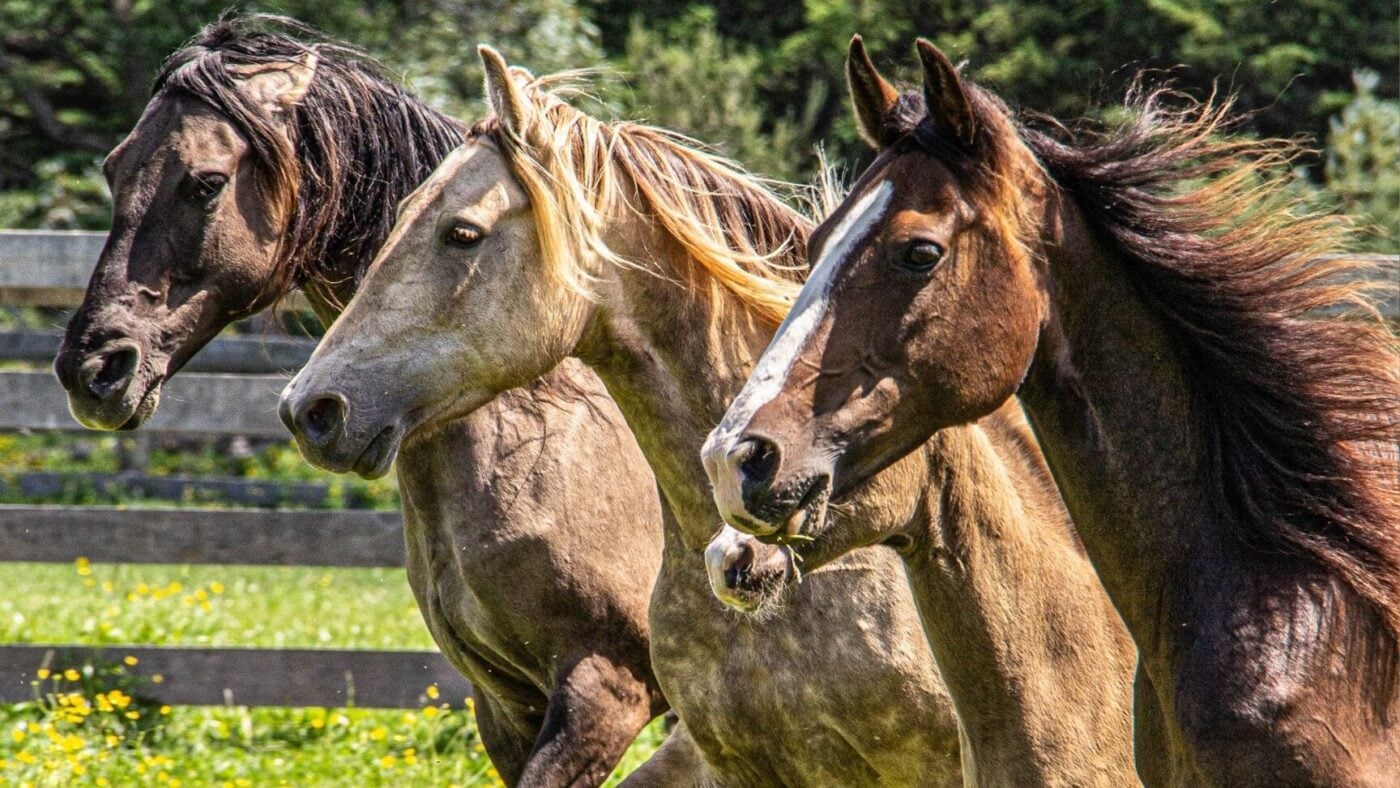 Rocky Mountain horses running